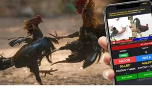 Sabong Betting at PHPGOWIN Casino Online